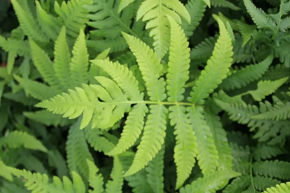 Direct bestellen - Bekervaren (Matteuccia ‘Orientalis‘)