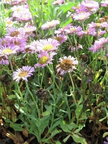Koopje - Fijnstraal (Erigeron glaucus ‘Sea Breeze‘)
