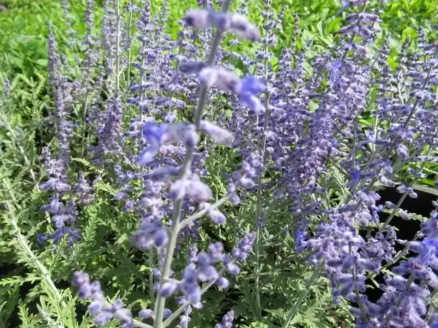 Reuzenlavendel (Perovskia atriplicifolia ‘Lacey Blue‘) | Bespaar meer