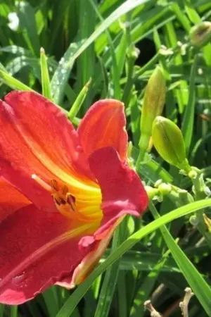 Voordelig - Daglelie (Hemerocallis ‘Red Rum‘)
