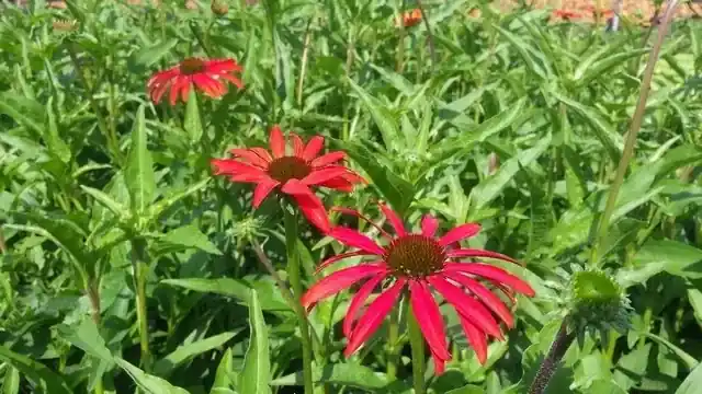 Zonnehoed (Echinacea p. ‘Tomato Soup‘) - Uitverkoop