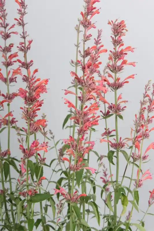 Beste prijs - Dropnetel (Agastache ‘Fleur‘)