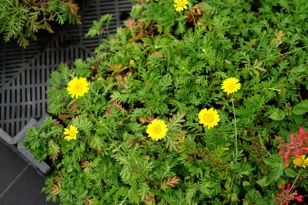 Schubkamille (Anthemis hybrida ‘Dwarf Form‘) | Dagdeal