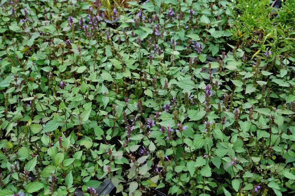 Dropnetel (Agastache ‘After Eight‘) - Professionele kwaliteit