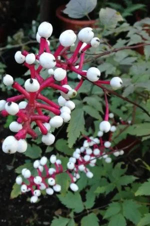 Actaea (Actaea pachypoda Misty Blue) - Deal