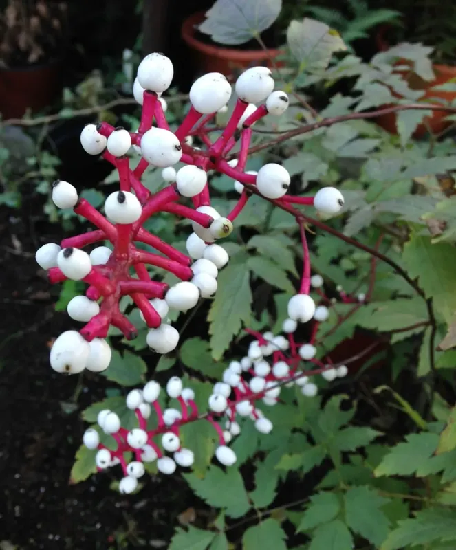 Actaea (Actaea pachypoda Misty Blue) - Deal