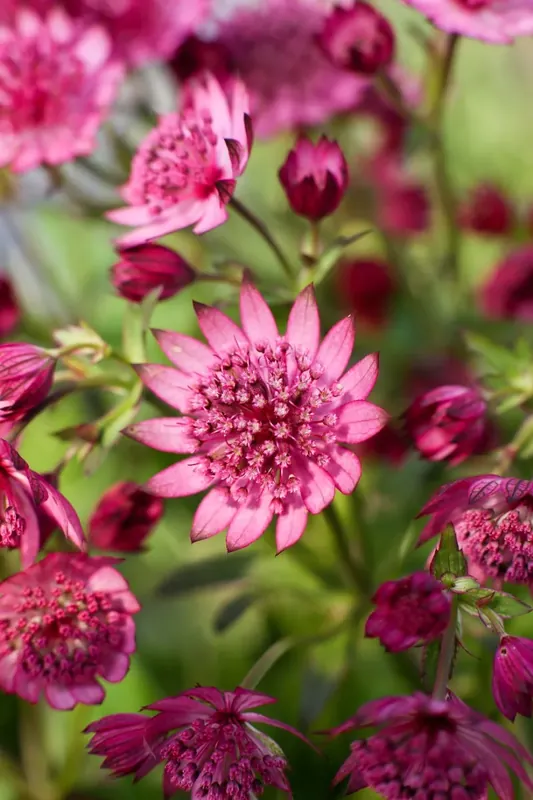 Shop nu - Zeeuws knoopje (Astrantia major ‘Cherise Button‘)