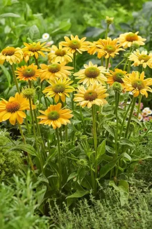 Zonnehoed (Echinacea ‘Mellow Yellow‘) - Aanrader