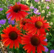 Zonnehoed (Echinacea ‘Hot Lava‘) - Veilig betalen