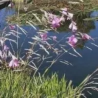 Klokkengraslelie (Dierama pulcherrimum) | Makkelijk bestellen