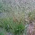 Bochtige smele (Deschampsia flexuosa) - Lage prijs