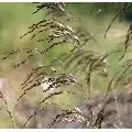 Smele (Deschampsia cesp. ‘Bronzeschleier‘) - Rechtstreeks van de fabrikant