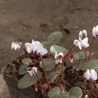 Nieuw gelanceerd - Rondbladige cyclaam (Cyclamen coum)