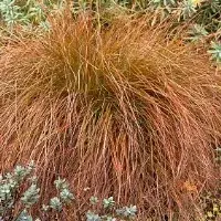 Speciale deal - Zegge (Carex testacea)