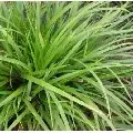 Populair bij klanten | Zegge (Carex morrowii ‘Mosten‘)