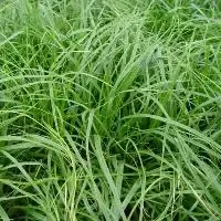 Zegge (Carex oshimensis ‘JS Greenwell) - Koop vandaag