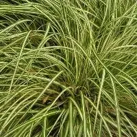 Zegge (Carex ‘Phoenix Green) - Zolang de voorraad strekt