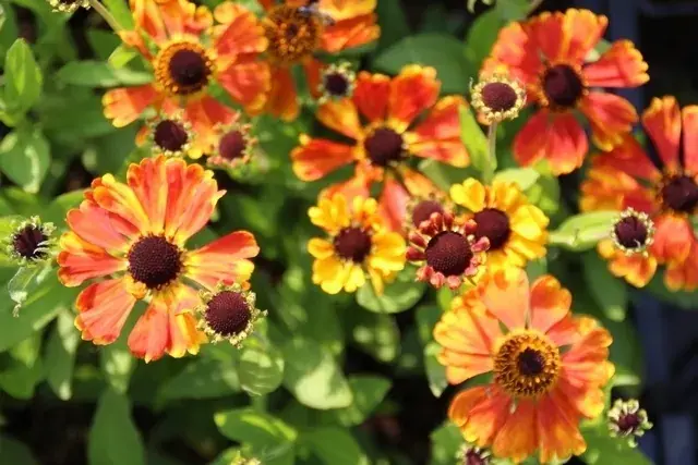 Zonnekruid (Helenium ‘Sahin‘s Early Flowerer‘) BIO | Fabrieksprijs