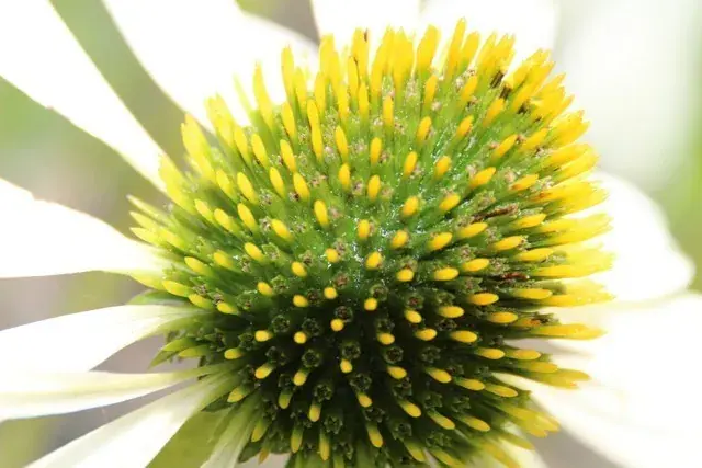 Zonnehoed (Echinacea purpurea ‘Alba‘) BIO | Tijdelijke aanbieding