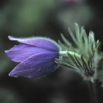 Wildemanskruid (Pulsatilla vulgaris) BIO | Dagdeal