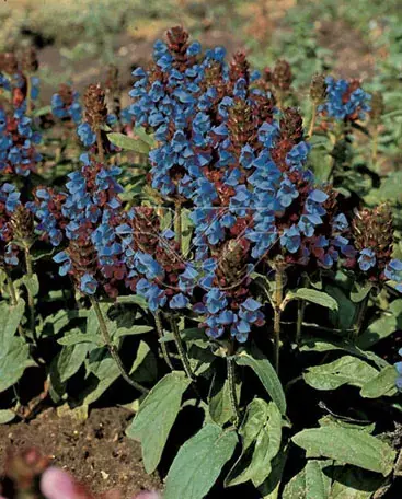 Gewone brunel (Prunella vulgaris) BIO | Klantfavoriet