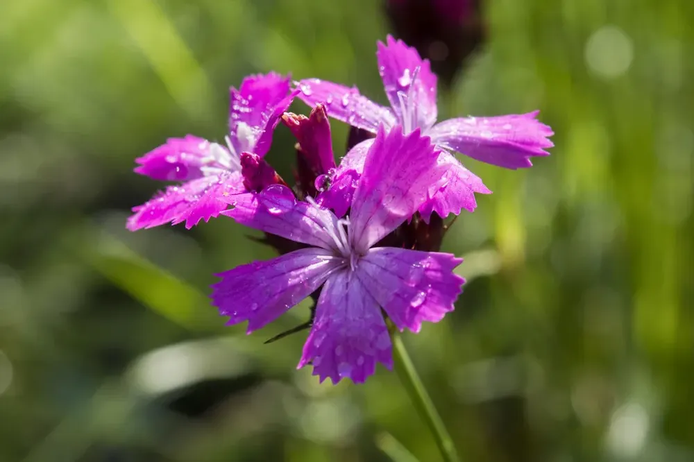 Kartuizer anjer (Dianthus carthusianorum) BIO - Wees er snel bij