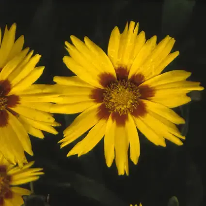 Meisjesogen (Coreopsis grandiflora ‘Sonnenkind‘) BIO | Prijs verlaagd