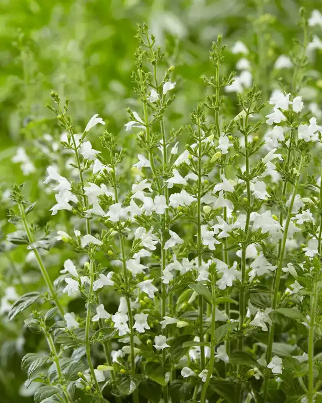 Hoog gewaardeerd - Steentijm (Calamintha nepeta ‘Marvelette White‘) BIO