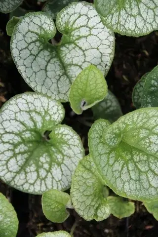 Kaukasische vergeet-mij-niet (Brunnera macrophylla ‘Alexander‘s Great‘) BIO - Bestel nu