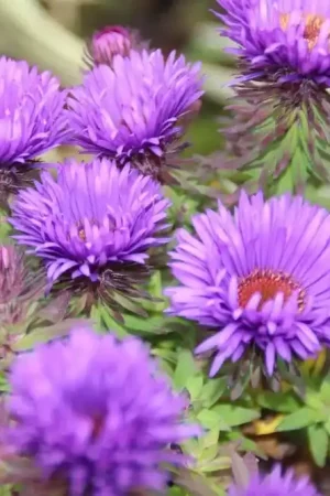 Actie - Aster (Aster novi-angliae ‘Purple Dome‘) BIO