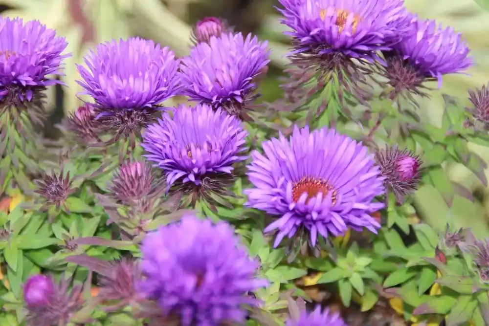Actie - Aster (Aster novi-angliae ‘Purple Dome‘) BIO