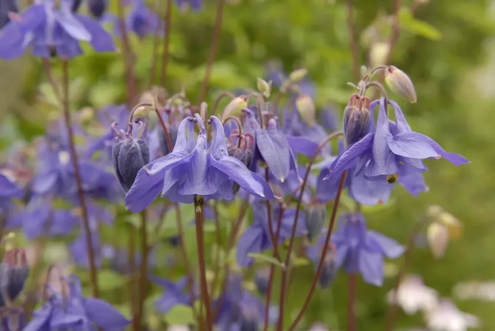 Net binnen - Akelei (Aquilegia vulgaris) BIO