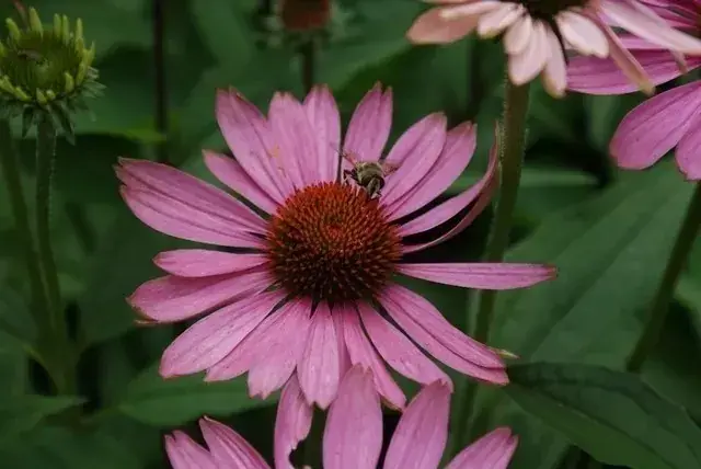 Zonnehoed (Echinacea purpurea ‘Magnus‘) -BIO | Premiumkwaliteit