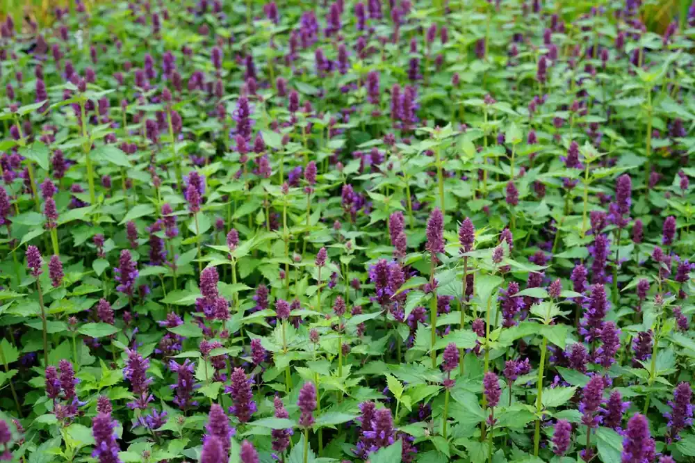 Opruiming - Dropplant (Agastache ‘Blue Boa‘) BIO