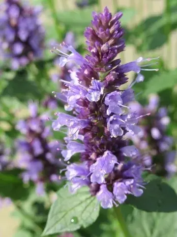 Droppplant (Agastache ‘Black Adder‘) BIO | Klaar voor verzending