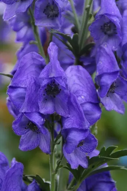 Nieuw binnen - Monnikskap (Aconitum carmichaelii ‘Arendsii‘) BIO