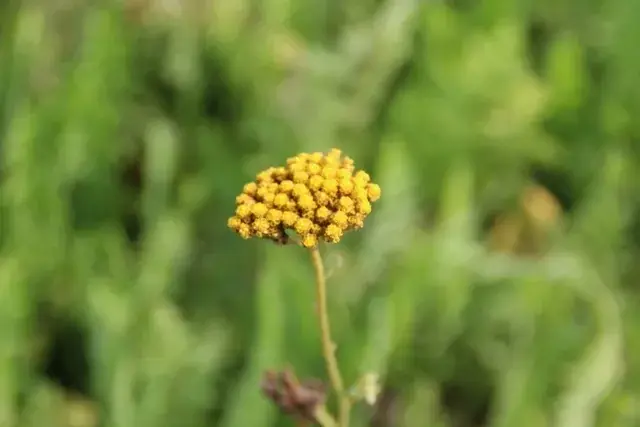 Duizendblad (Achillea filipendulina ‘Cloth of Gold‘) (BIO) | Profiteer nu