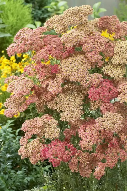 Wees er snel bij - Achillea millefolium ‘Wesersandstein‘ kopen? Altijd voordelig!