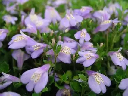 Eenvoudig retourneren - Mazus (Mazus reptans) BIO