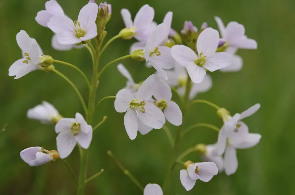 Prijs verlaagd | Pinksterbloem (Cardamine pratensis) BIO