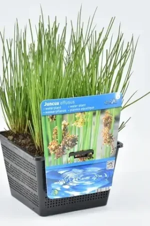 Aanbieding - Pitrus (Juncus effusus)