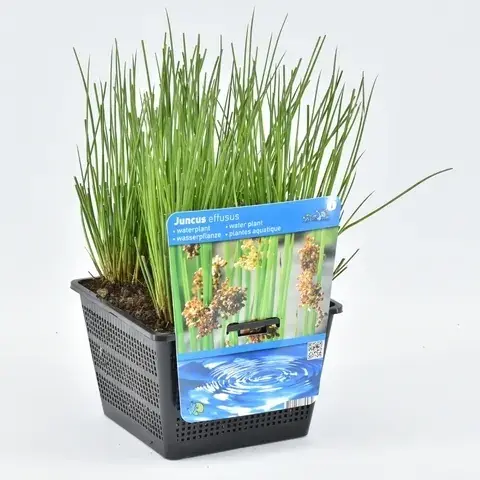 Aanbieding - Pitrus (Juncus effusus)
