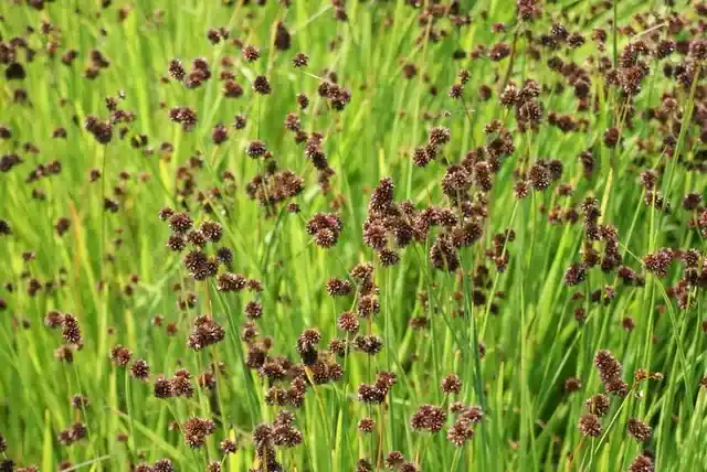 Veel voordeel - Zwaardrus (Juncus ensifolius)