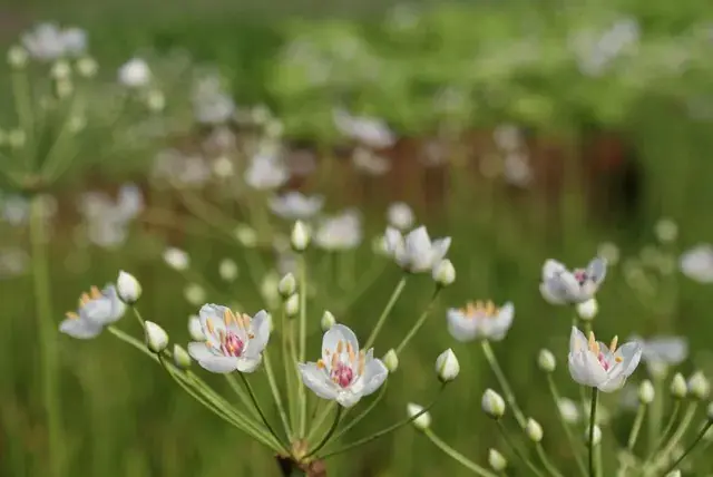 Zwanebloem (Butomus umbellatus) - Profiteer nu