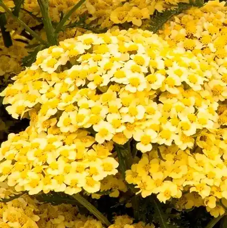 Shop nu - Achillea millefolium ‘Sunny Seduction‘ kopen? Altijd voordelig!