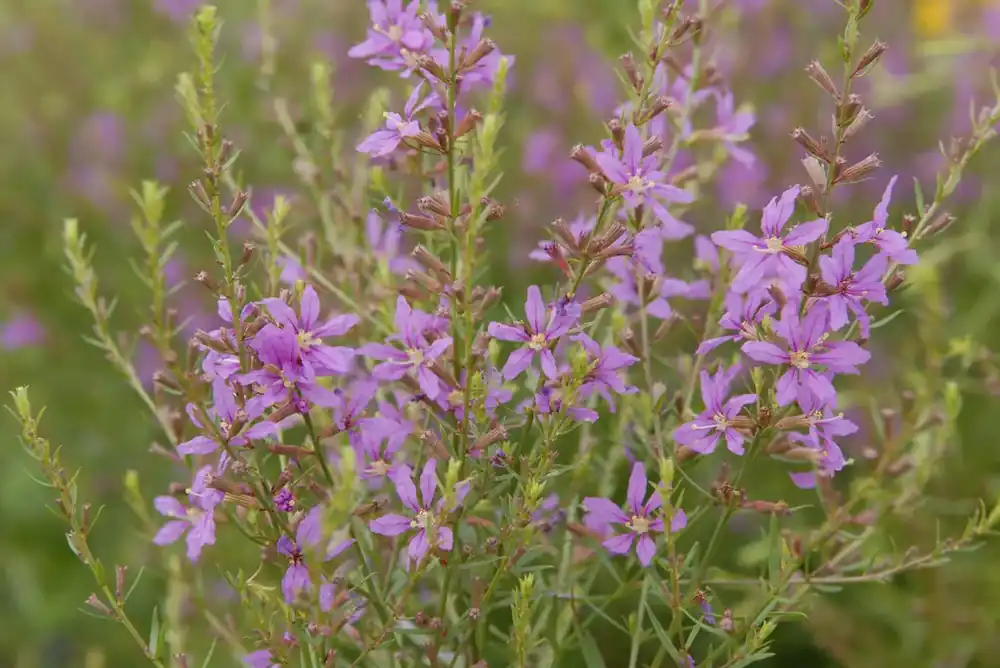 Mis het niet | Kattestaart (Lythrum salicaria ‘Swirl‘_