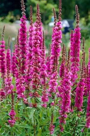 Aanbieding | Kattestaart (Lythrum salicaria ‘Zigeunerblut‘)
