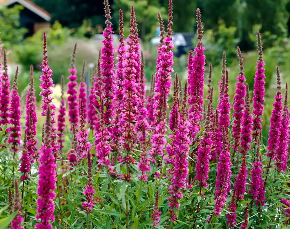 Aanbieding | Kattestaart (Lythrum salicaria ‘Zigeunerblut‘)