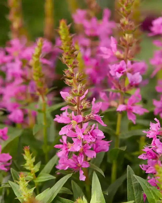 Tijdelijk aanbod - Kattestaart (Lythrum salicaria ‘Robin‘)