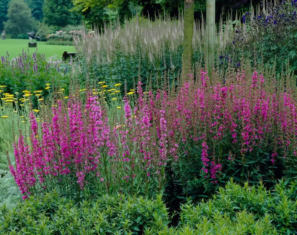 Kattestaart (Lythrum salicaria ‘Morden Pink‘) | Veilig betalen